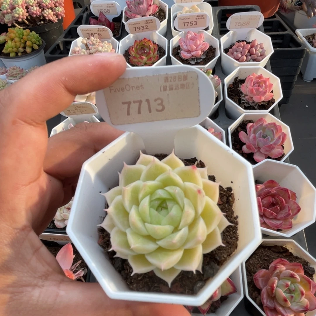 7713绿糖甜心 4.5厘米