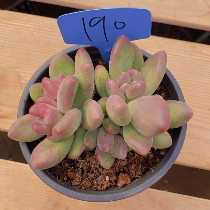 幼****子这个点在做实验啊