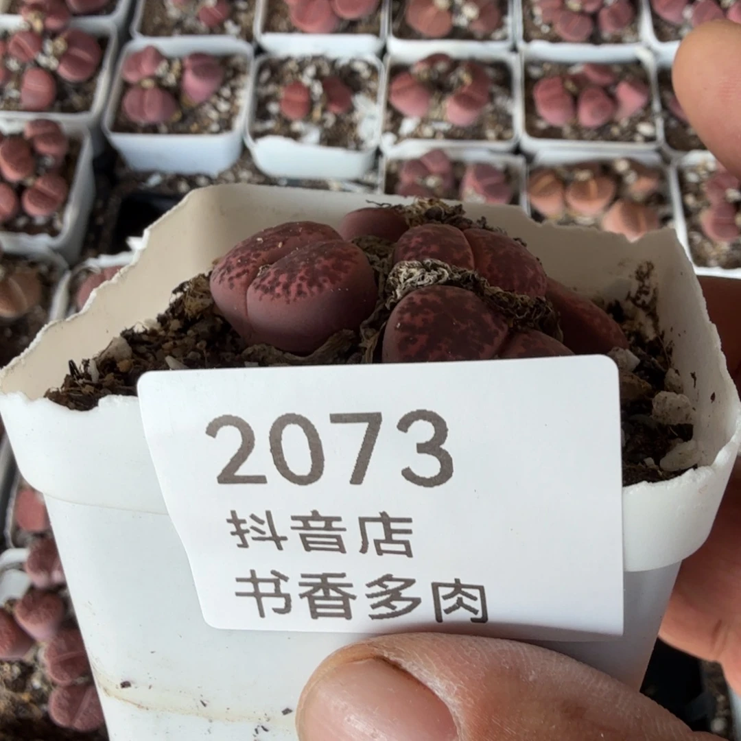 梅***三多肉。