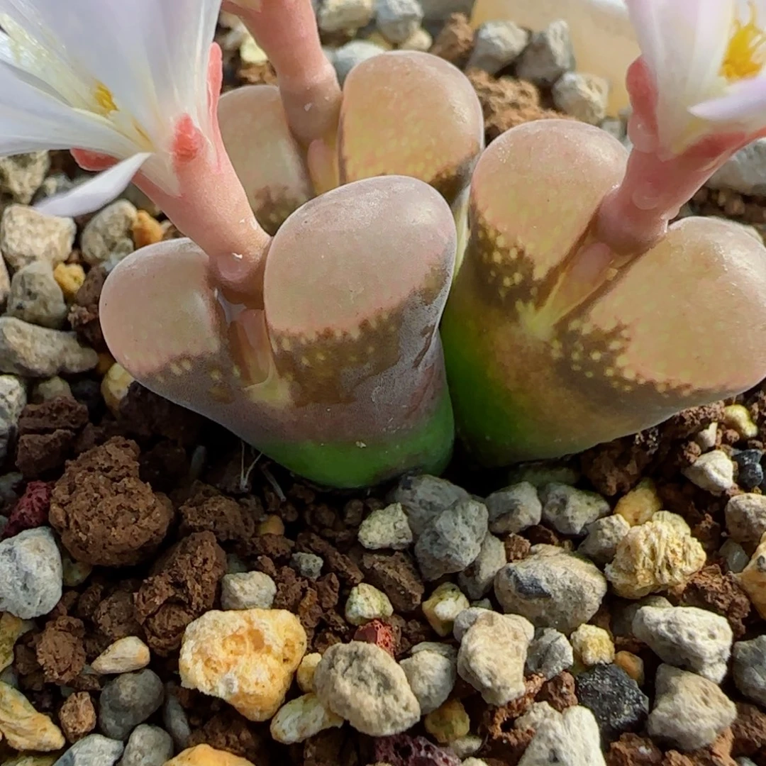 多肉植物大粉C母本6号