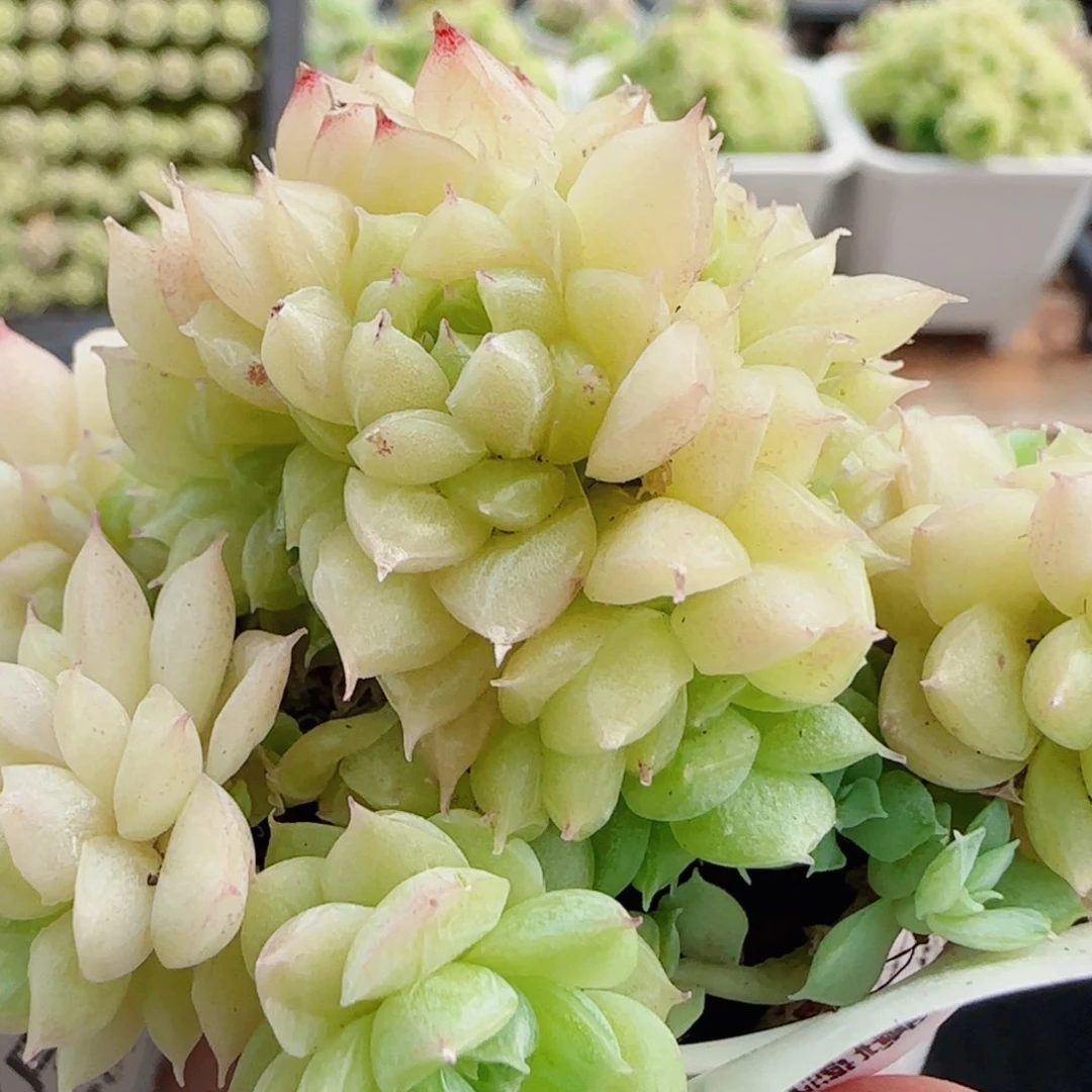 花语逸镜0715-22散