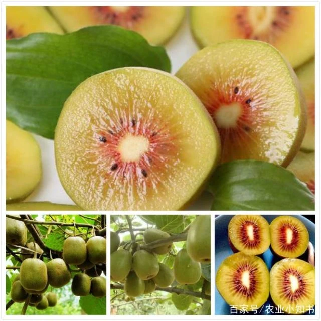 苍溪红心猕猴桃当季新鲜水果奇异果香甜软糯整箱偏远地区邮费另计