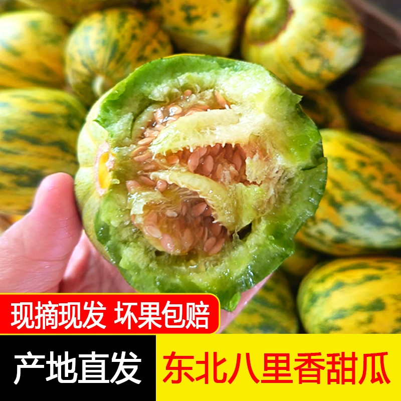 东北八里香瓜花姑娘瓜新鲜脆甜可口应季甜瓜头茬3/5斤顺丰包邮