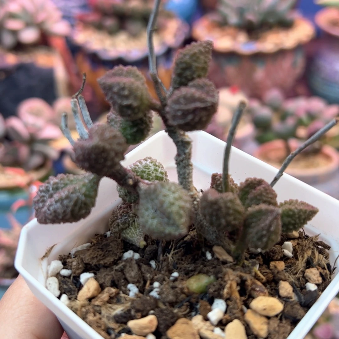 荔枝皮。