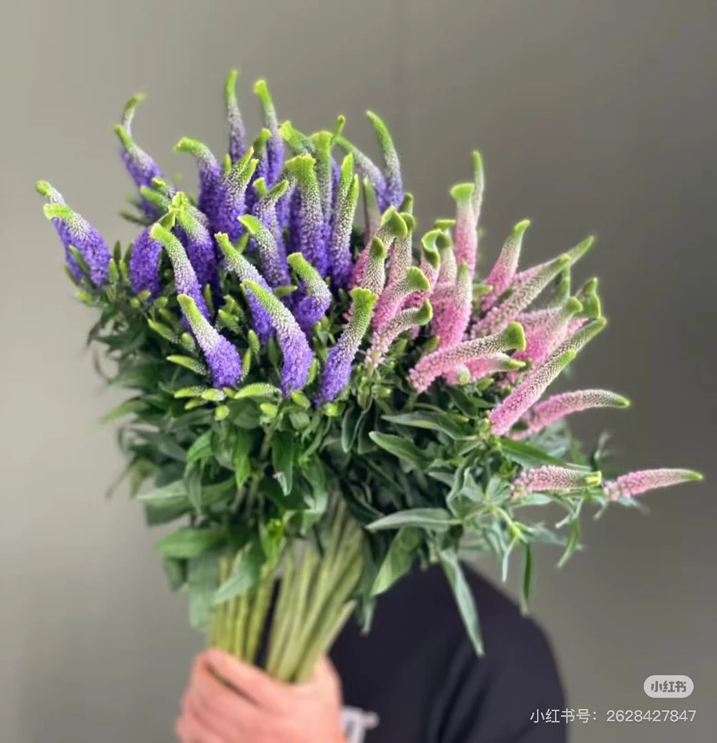 紫色粉色鼠尾草鲜花云南直发水养家用插花装饰花束