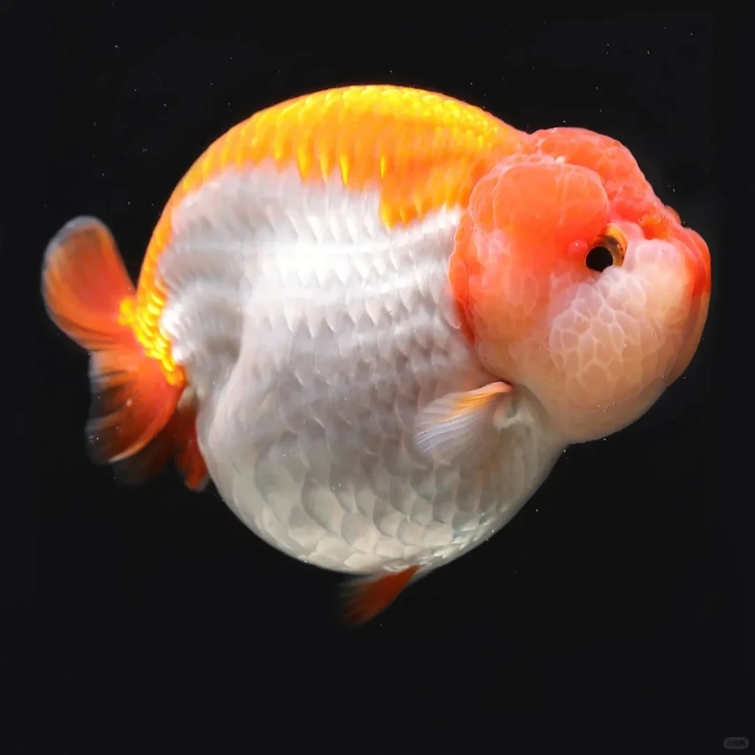 精选，兰寿 泰狮， 观赏鱼