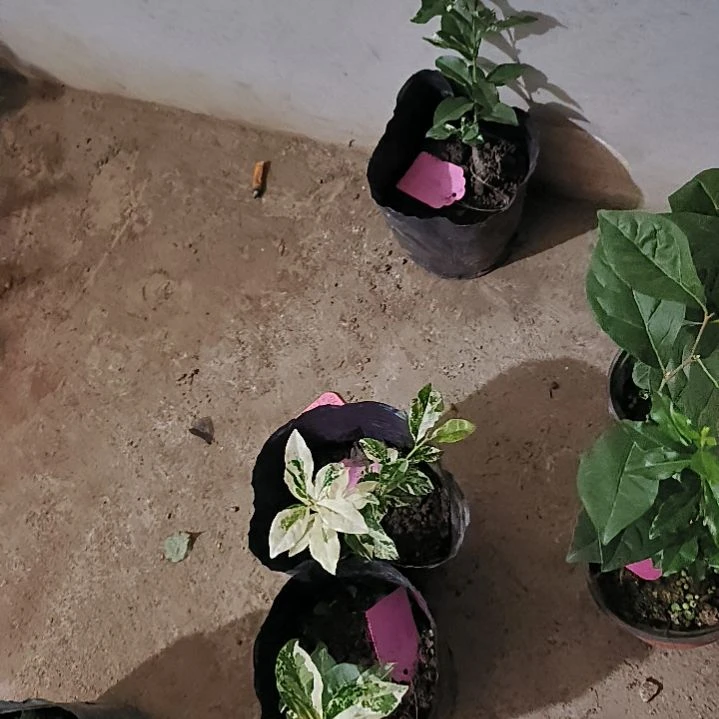 无花朵玫瑰小滴金弹子嫁接