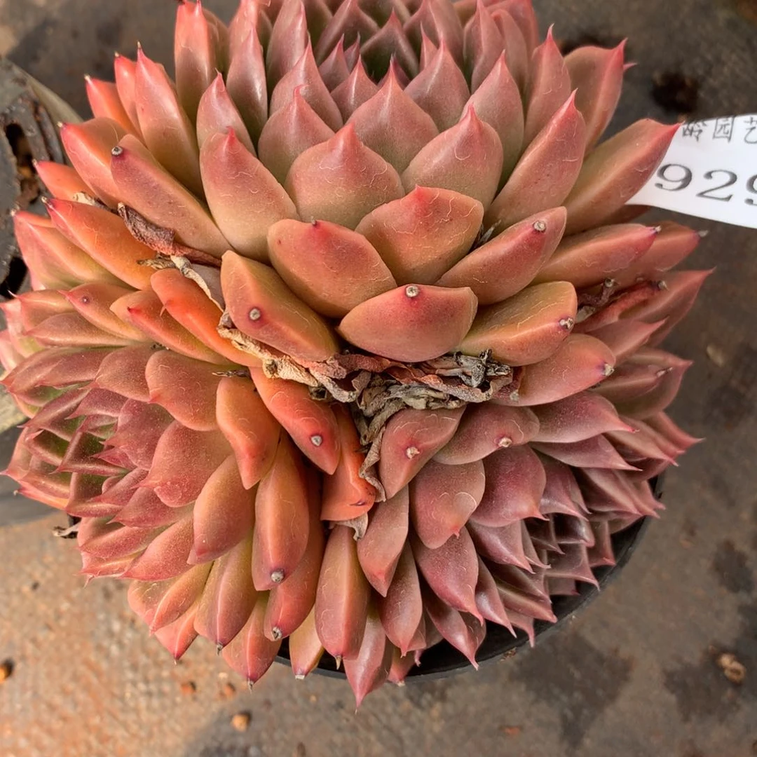 5929杂交多肉老桩