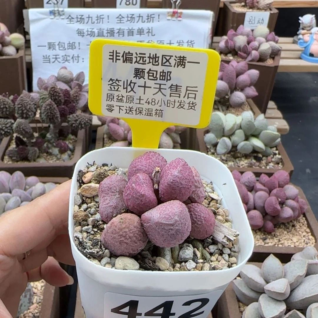 442夏娃多肉植物