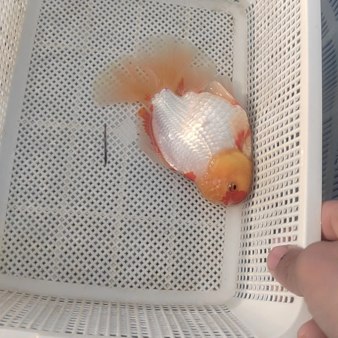 金鱼精选千褶泰狮