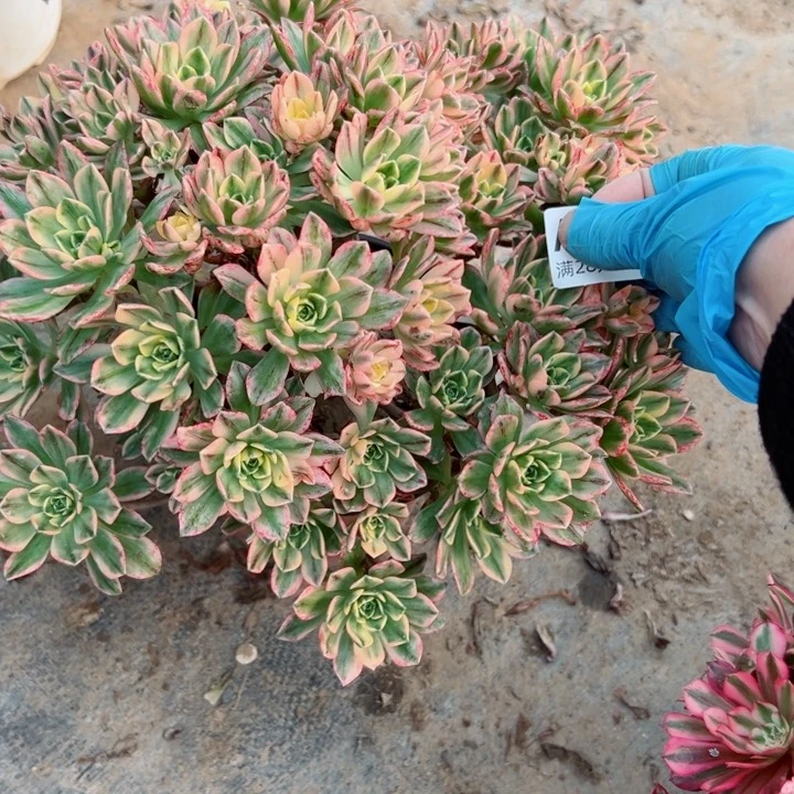 309甜茶多肉植物