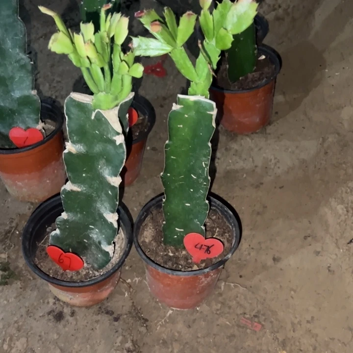 阿***英当前无花栽培后可以开花082  67  083  476