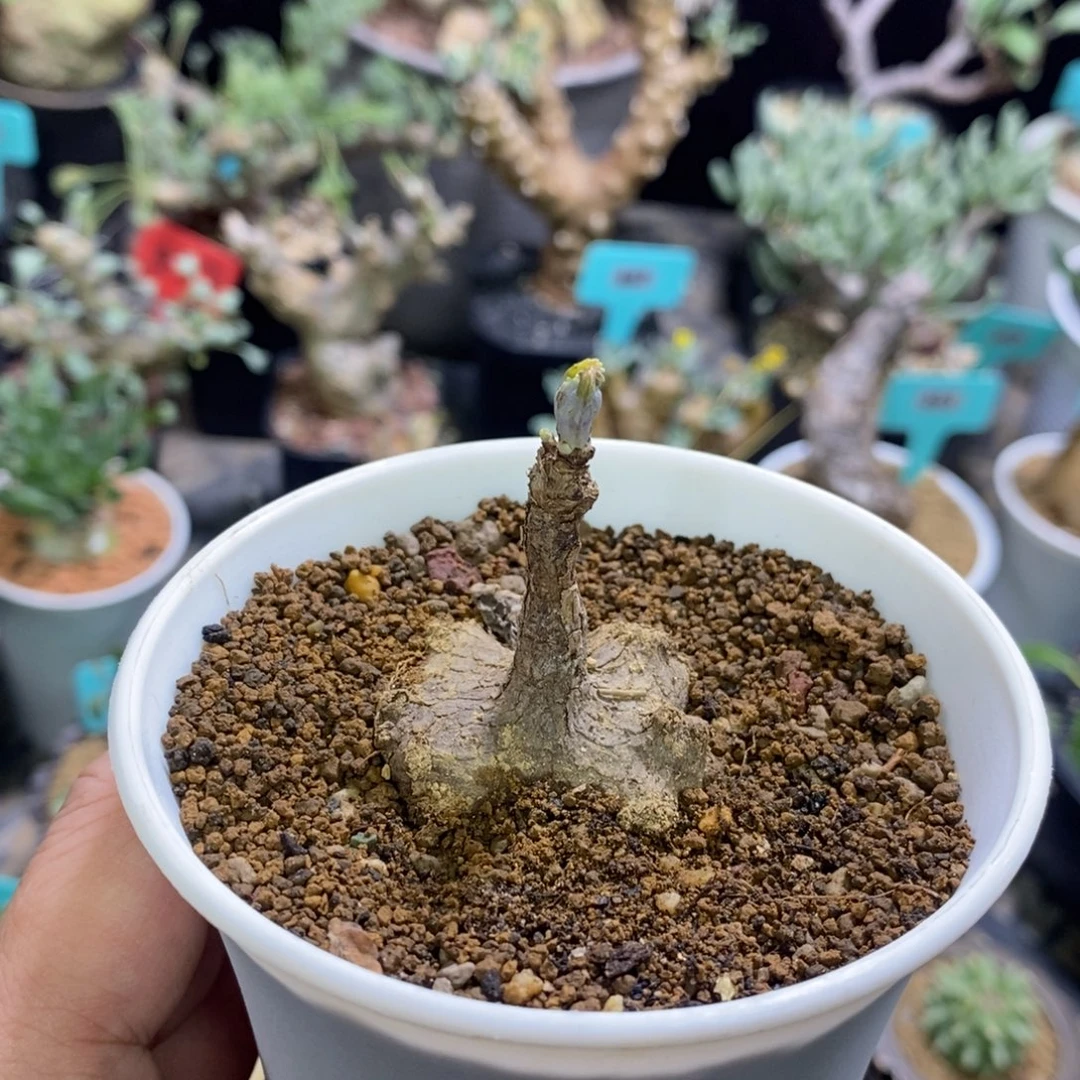 囊果草多肉植物一个