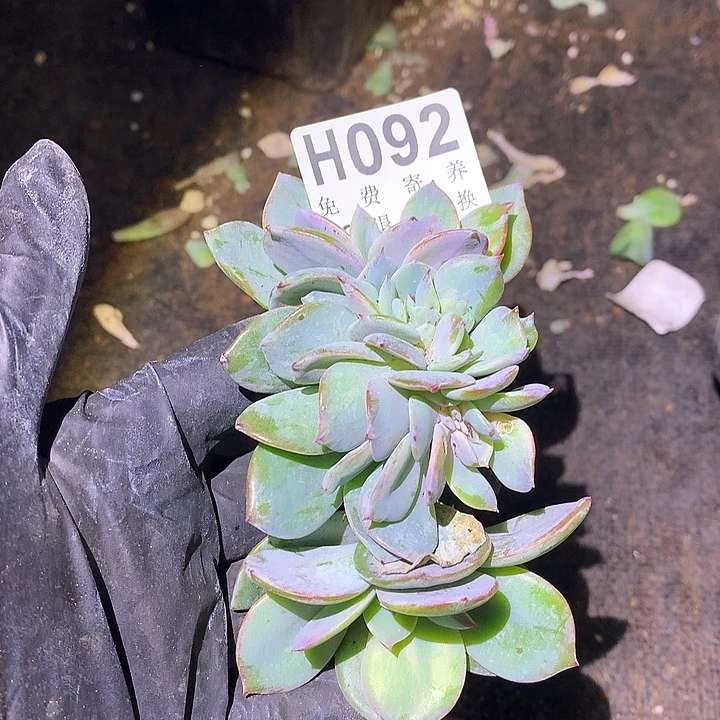 白凤缀化 非偏远38包邮节后发请联系客服