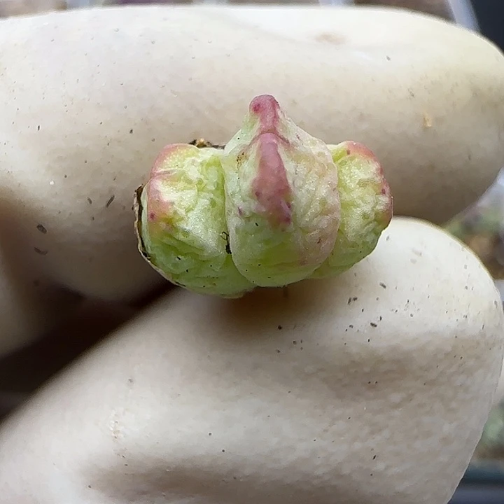 没*系181福利福利福利