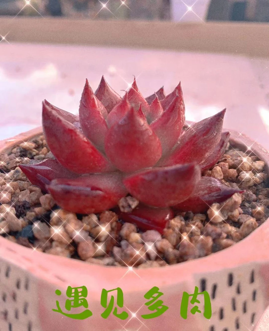 免费领一颗粉汤圆