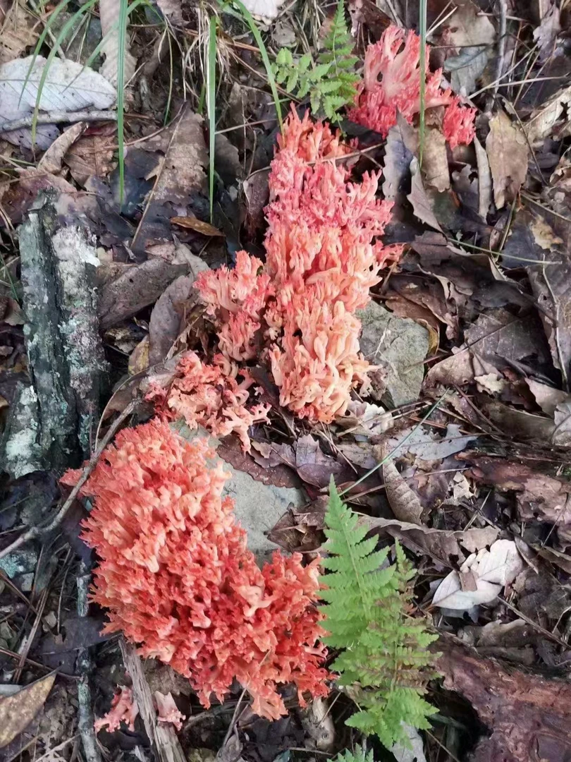 平利八仙新鲜刷把菌