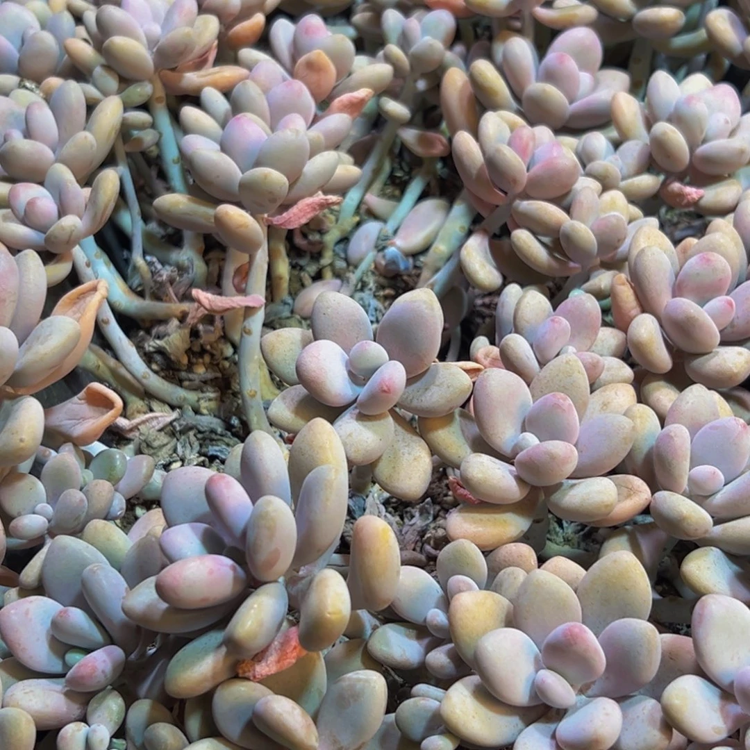 629多肉葡萄的味道是真的很