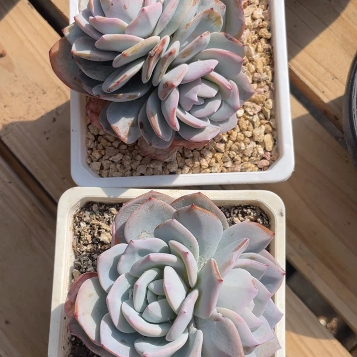 韩版奶茶拍1发2，Y腿