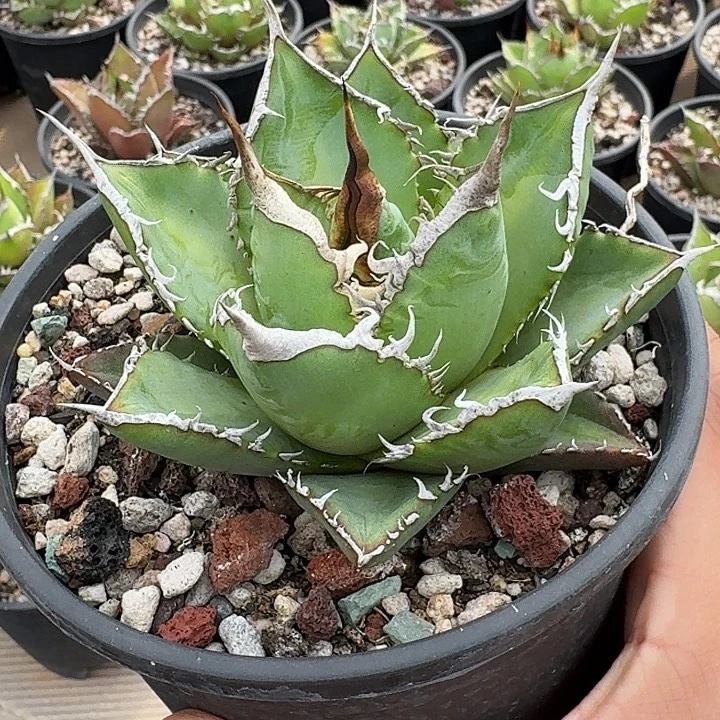 无花朵龙舌兰仁王冠海王