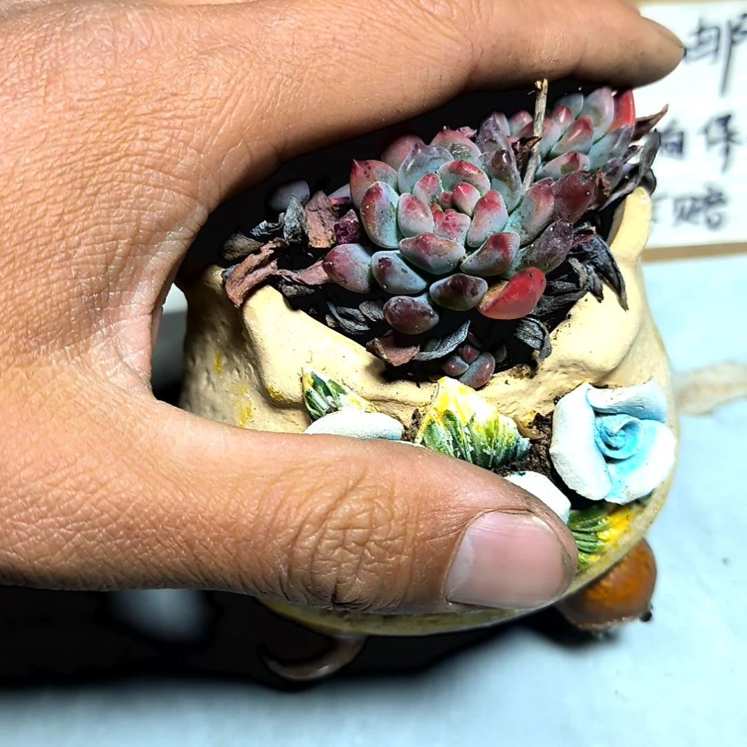 满6元包邮，#95蓝精灵一棵