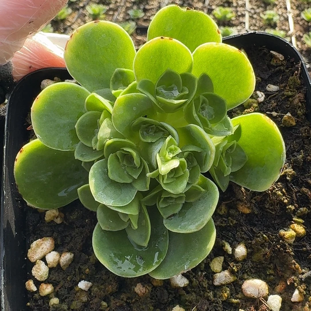 天然花球羽毛玫瑰生长期一物一拍