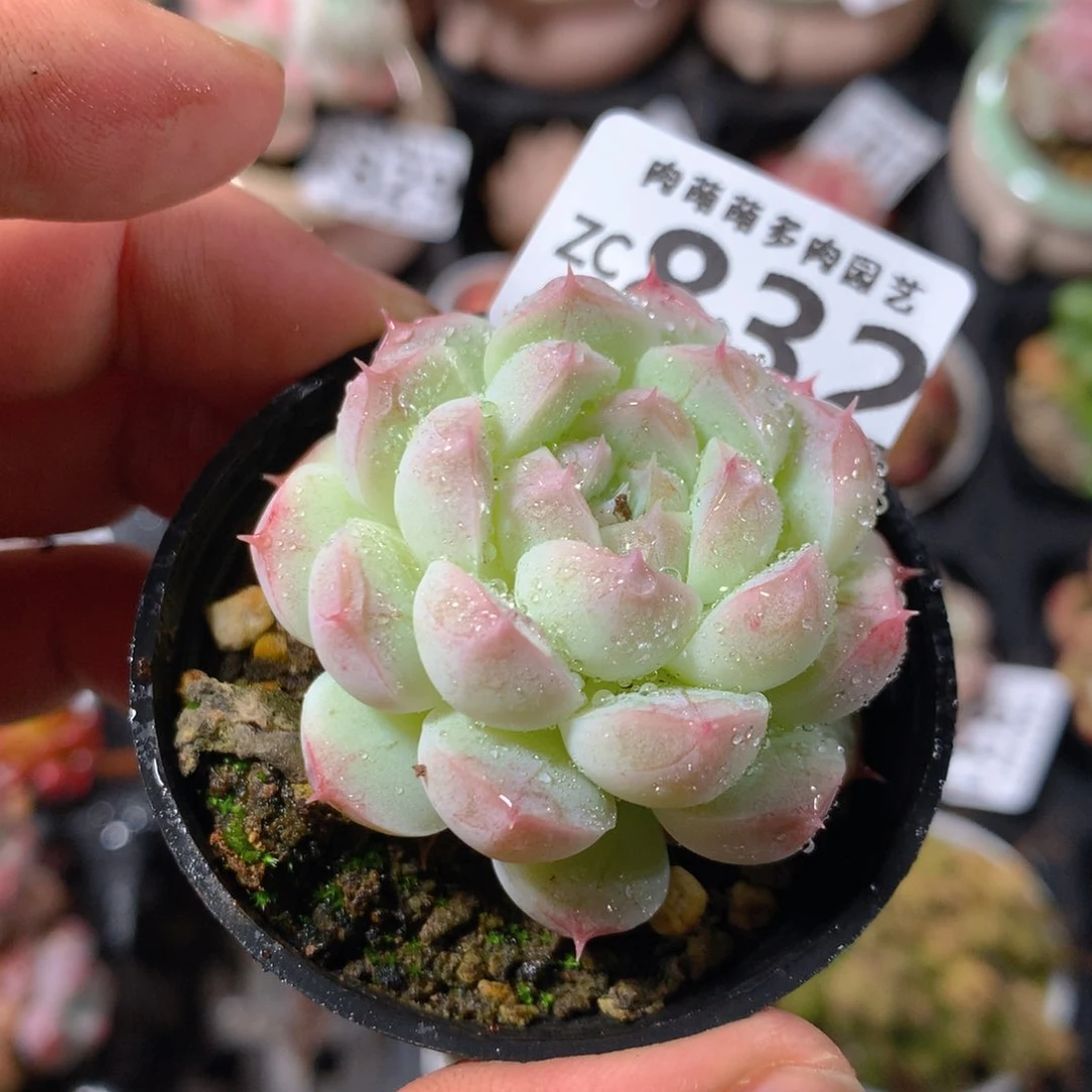 5CM拇指盆精控多肉ZC832