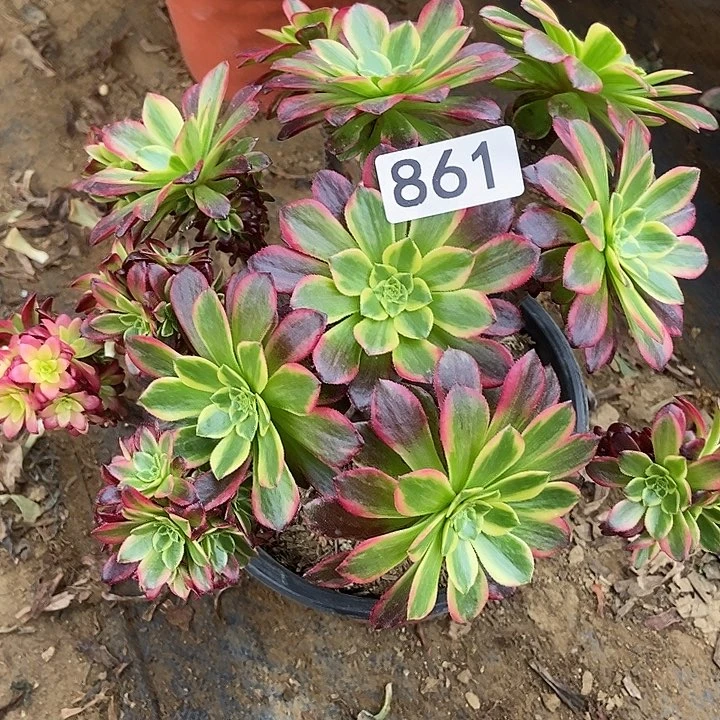 彩虹朝霞朵朵861多肉不包断