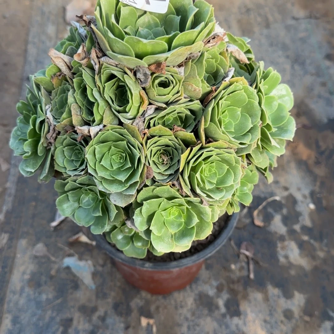 绿羊绒183满20包邮断枝不包