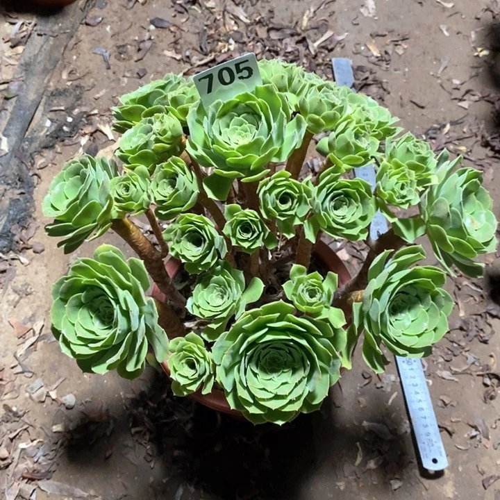 法师植物一物一拍705