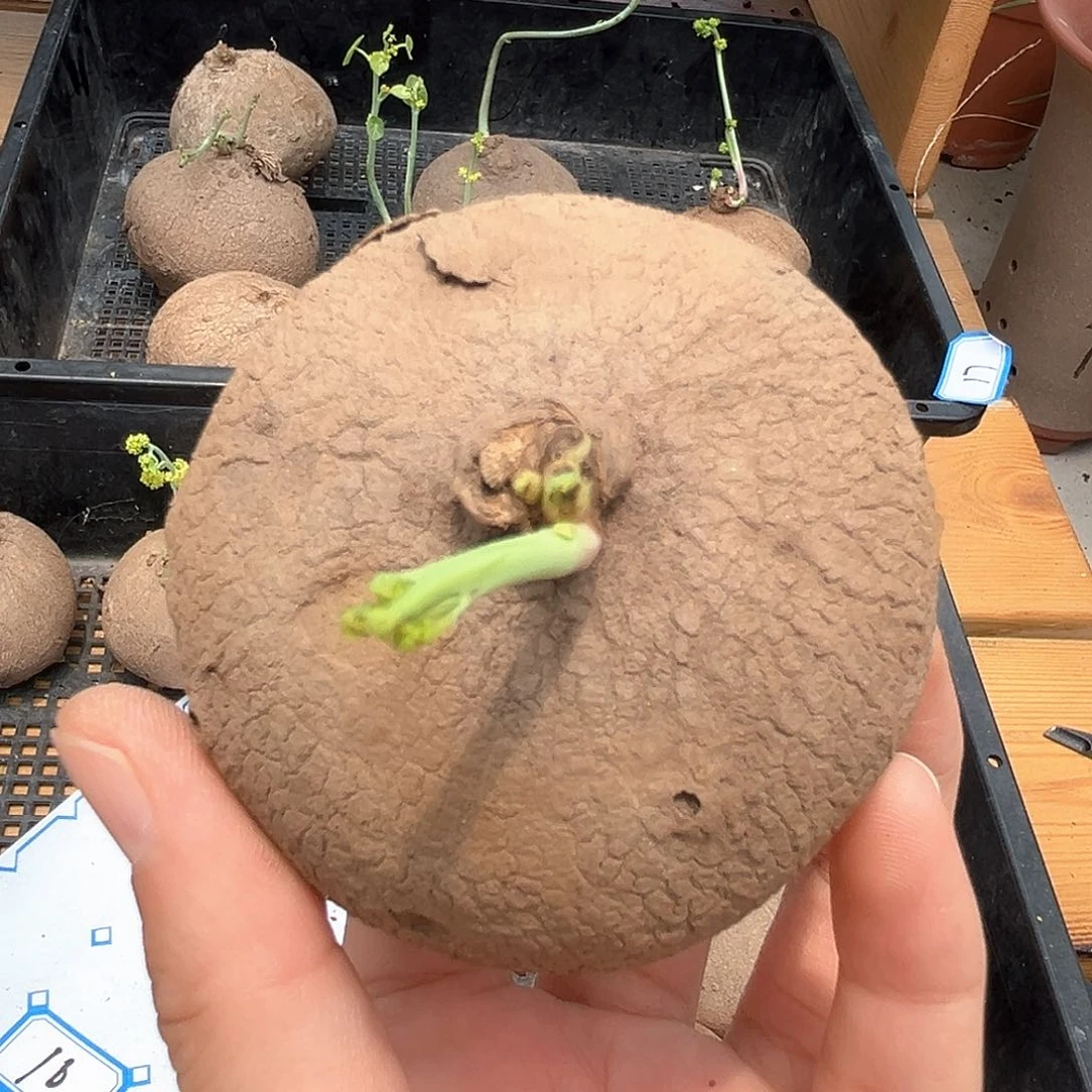 G****w潮流植物素可泰，21