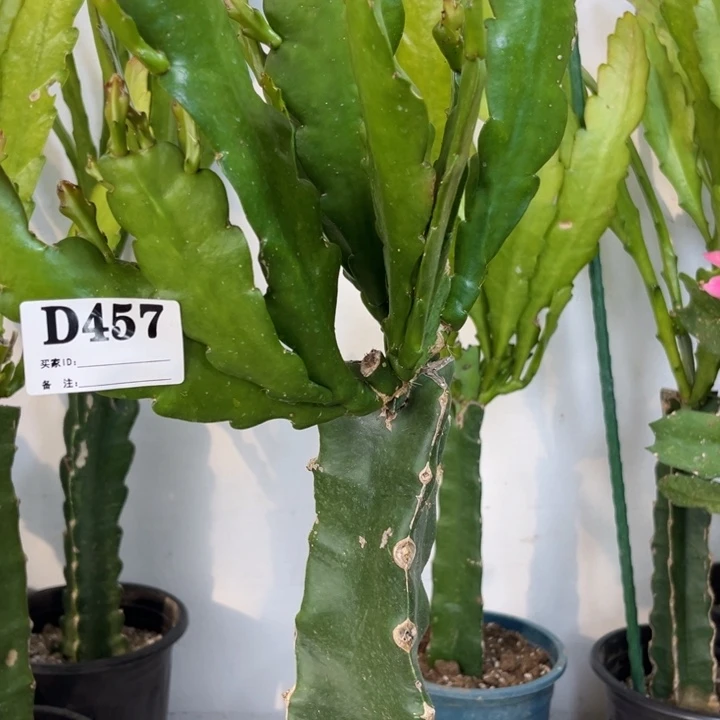 当前无花栽培后可以开花@**@457