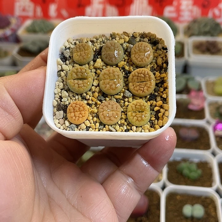 佳人园艺多肉生石花富贵401