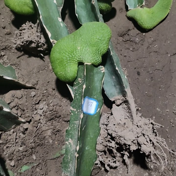 福***生仙人球青蛇缀化3158