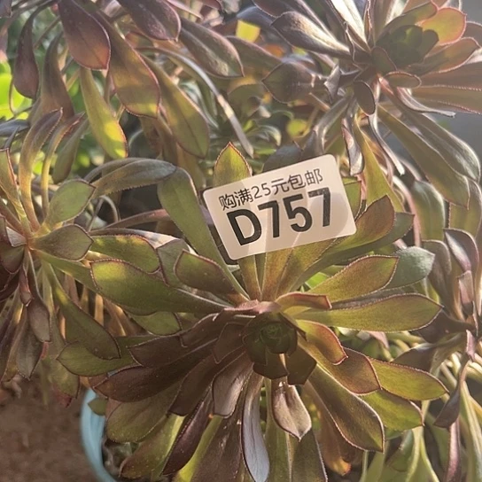 A****✨多肉植物一个