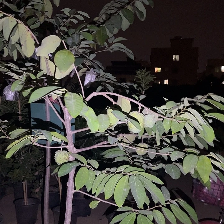 黄****无花朵35774685877484766765566