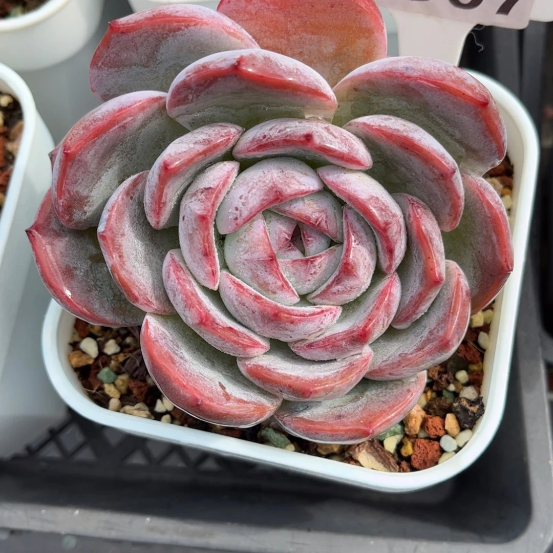 多肉植物0907橙子杂