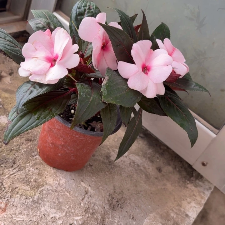 完全开放甜心白凤仙花