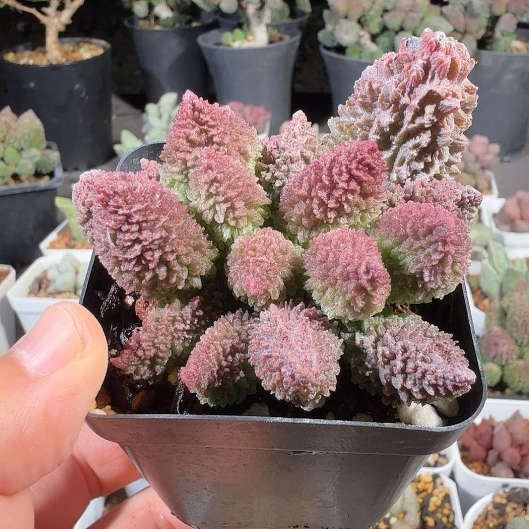 朱紫玉