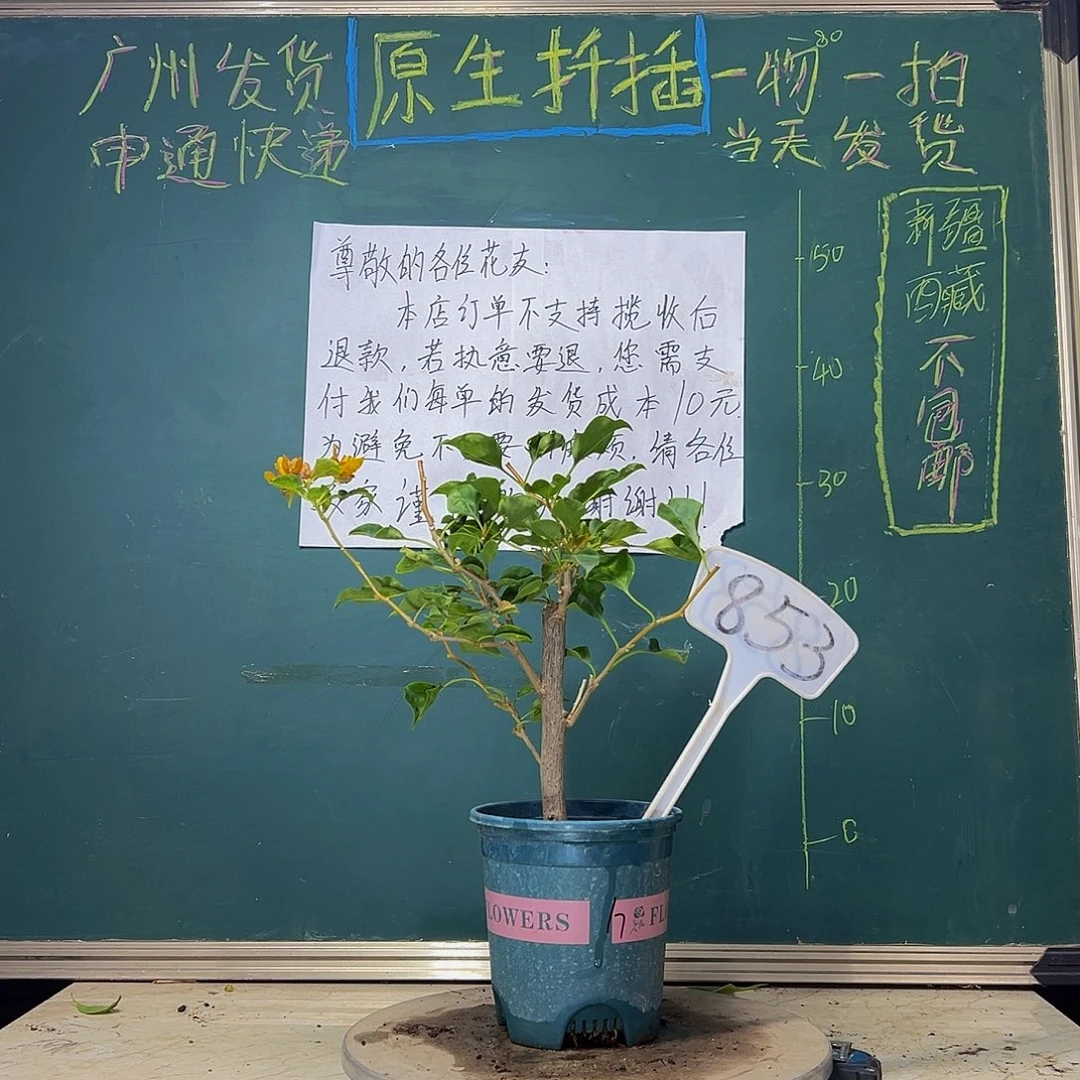 当前无花栽培后可以开花  粗杆 蒙娜丽莎黄  853