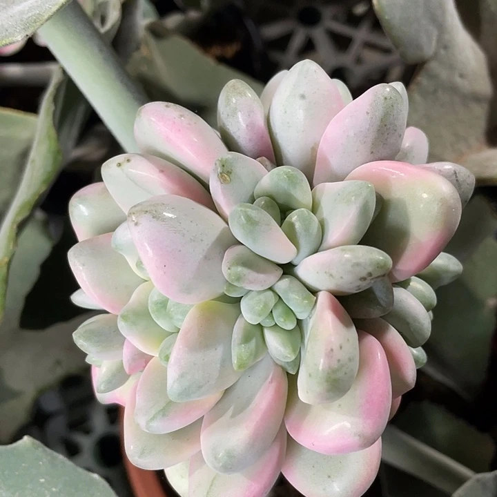 花斑露锦群生。一物一拍