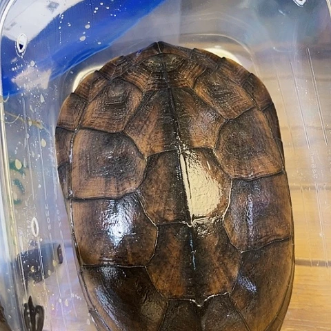 母中华草龟小青种母16