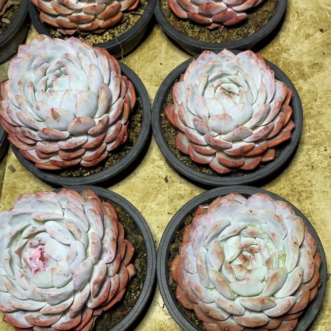 啊军喵多肉橙子单头38