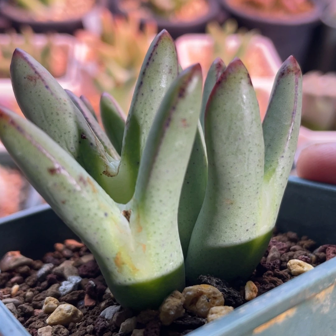 皮卡丘群生9头植物一物一拍