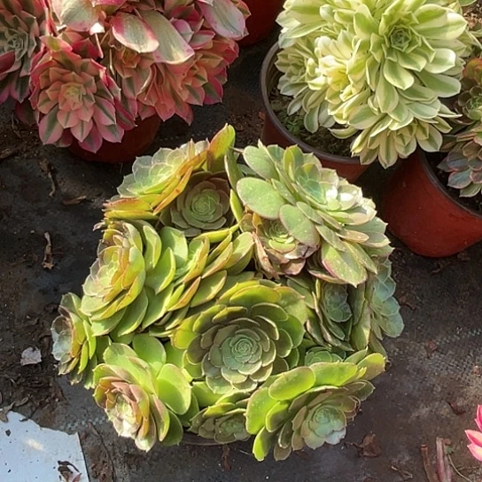 一颗多肉老庄沙拉碗