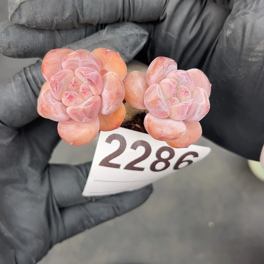 2286，双头紫梦露老庄子的带盆