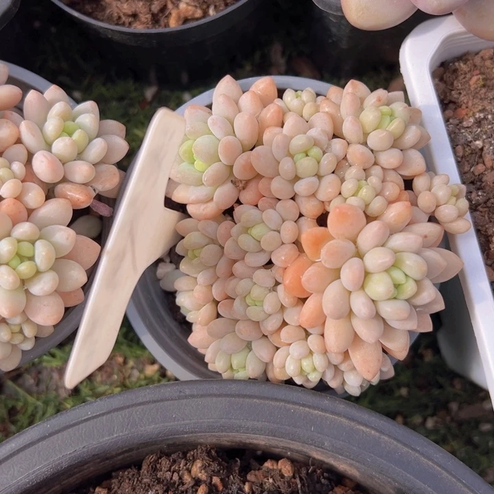 健健康康平平安安