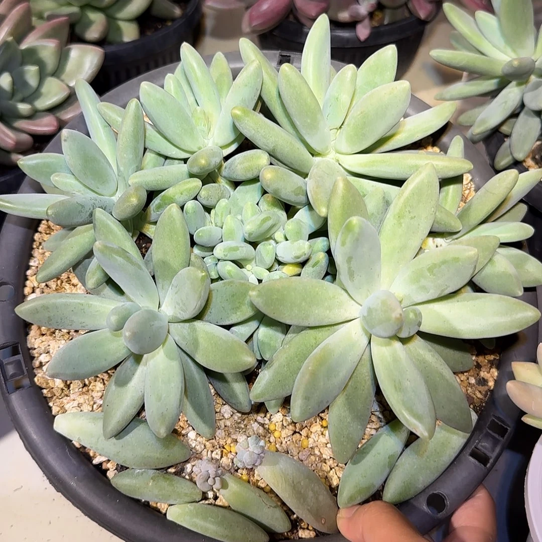 企鹅整无砍群生多肉