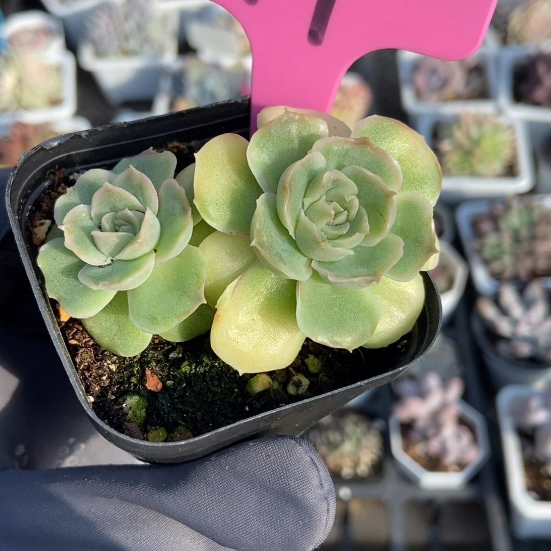 19虾饺多肉植物多肉