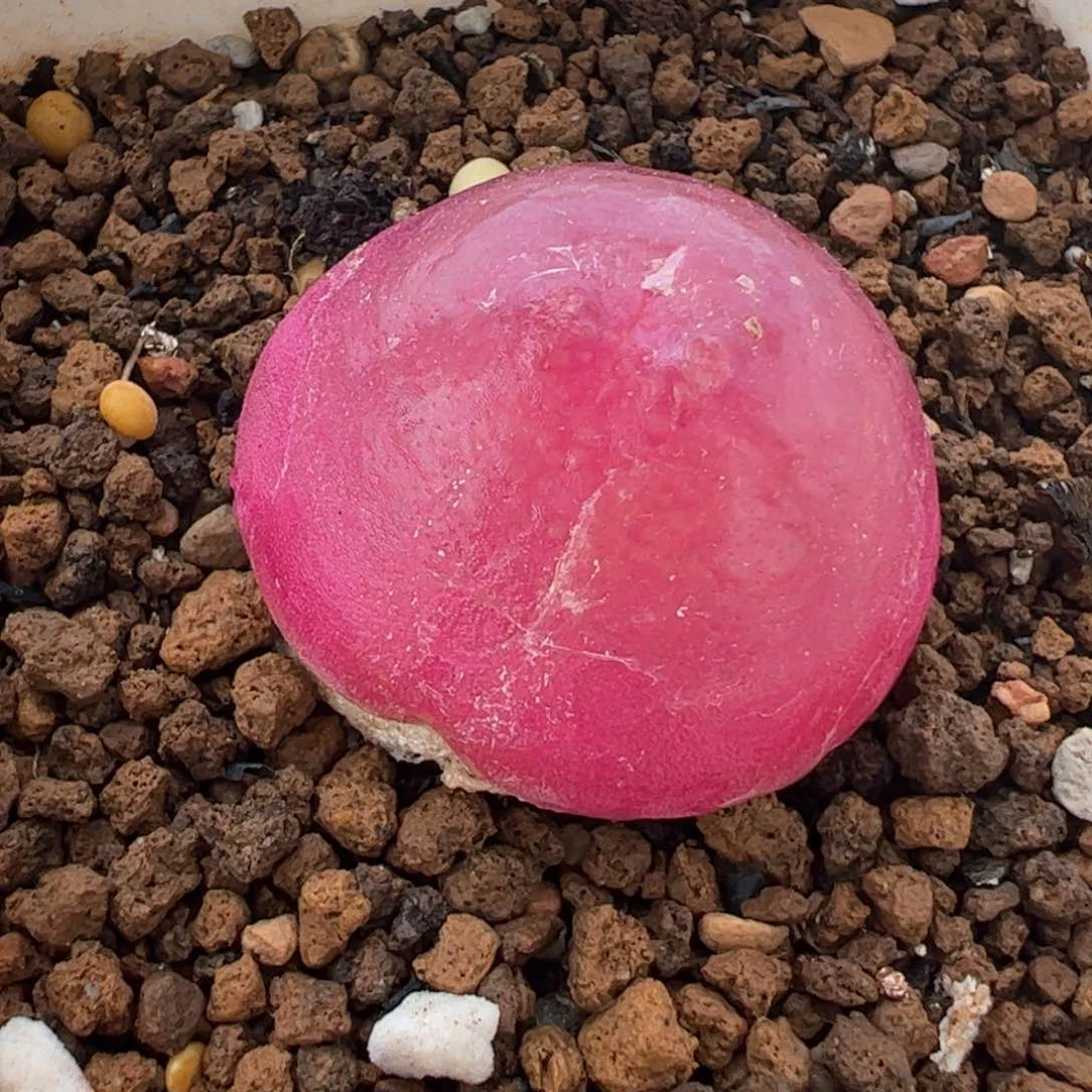 B****尔153多肉植物百科